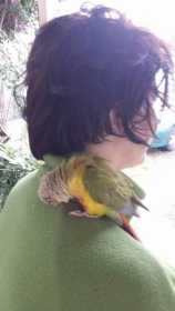 Found Conure