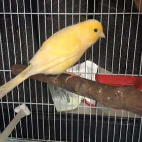 Found Canary