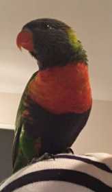 Found Lory / Lorikeet