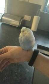 Found Budgerigar