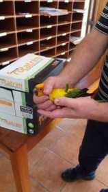 Found Conure