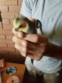 Found Cockatiel