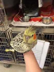 Found Cockatiel