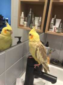 Found Cockatiel