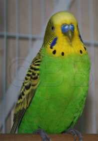 Found Budgerigar