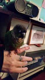 Found Conure