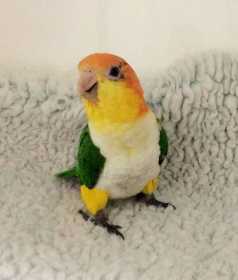 Found Caique