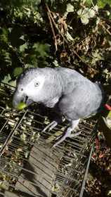 Found African Grey