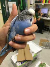 Found Budgerigar