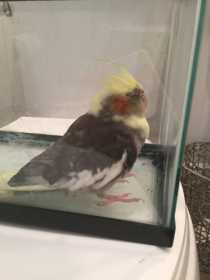 Found Cockatiel