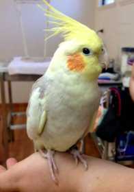 Found Cockatiel