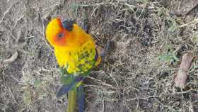 Found Conure