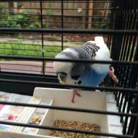 Found Budgerigar