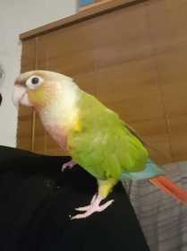 Found Conure