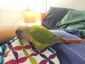 Found Conure