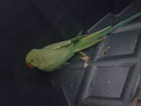 Found Indian Ringneck Parakeet