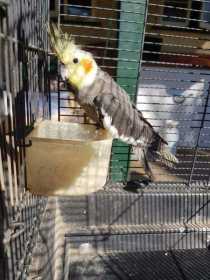 Found Cockatiel