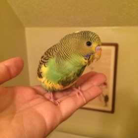 Found Parakeet