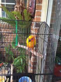 Found Conure