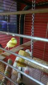 Found Canary