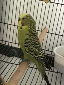 Found Budgerigar