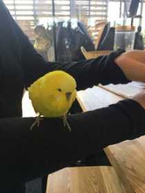 Found Budgerigar