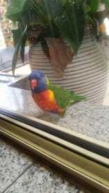 Found Lory / Lorikeet