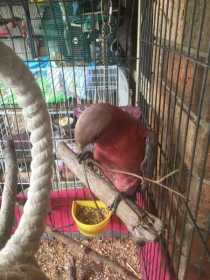 Found Galah Cockatoo