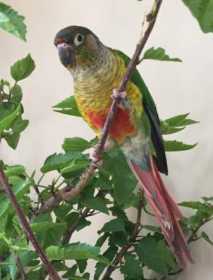 Found Conure