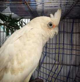 Found Corella Cockatoo