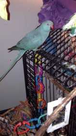 Found Indian Ringneck Parakeet