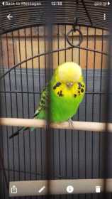 Found Budgerigar