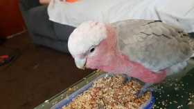 Found Galah Cockatoo