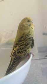 Found Budgerigar