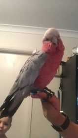 Found Galah Cockatoo