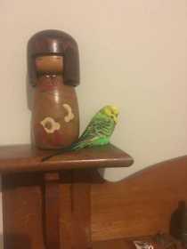 Found Budgerigar