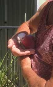 Found Galah Cockatoo