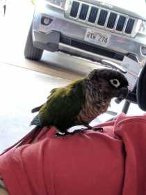 Found Conure