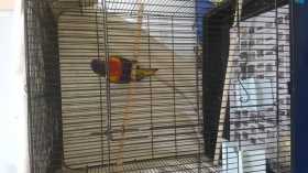 Found Lory / Lorikeet
