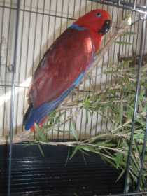 Found Eclectus