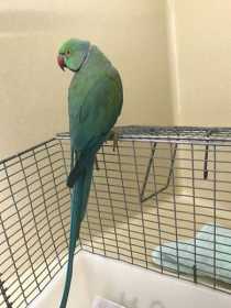 Found Indian Ringneck Parakeet