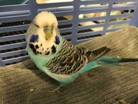 Found Budgerigar