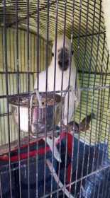 Found Cockatoo