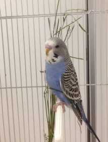 Found Budgerigar