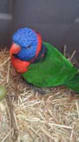 Found Lory / Lorikeet