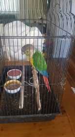 Found Conure