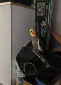 Found Cockatiel