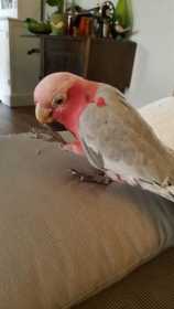 Found Galah Cockatoo