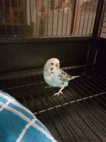 Found Budgerigar