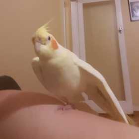 Found Cockatiel